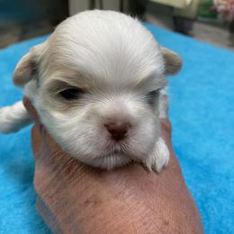 Boy 1 - Shih Tzu puppy from "Shihtzu Best Friend"