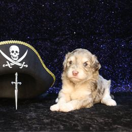 Chestnut - Red merle male Aussiedoodle puppy in Springfield, Missouri from Aspen River Doodles