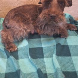 Shiloh - Miniature Schnauzer