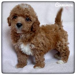 Cinnamon - Apricot female Cavapoo puppy in Mission, Texas from Sharyland Pets