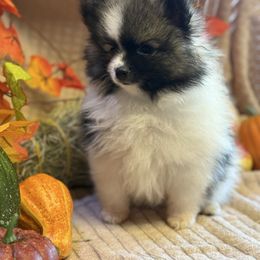 Boy 1 - Tri-colored male Pomeranian puppy in California from Savvypomeranians
