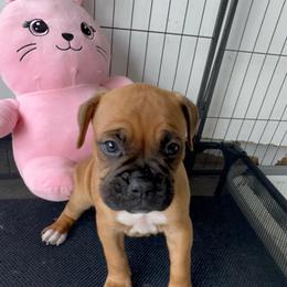 Orange - Fawn female Boxer puppy in Denver, Colorado from Yuni’s AKC Boxers