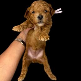 Clover (purple) - Red  female Goldendoodle puppy in Hot Springs, Arkansas from Hot Springs Kennels