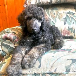 Miniature Schnauzers, Poodles, and Schnoodles from Spice Mountain Puppies