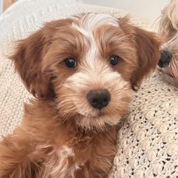Hero - Goldendoodle