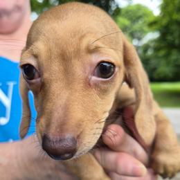 Christine-Red - Red female Dachshund puppy in Frankfort, Kentucky from Gigi's Dachshunds