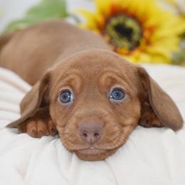 Rusty AKC - Red male Dachshund puppy in Coweta, Oklahoma from Sunnyside Dachshunds