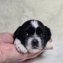 Calvin - Black and white male Shih Tzu puppy in Mountain Grove, Missouri from Precious Puppies