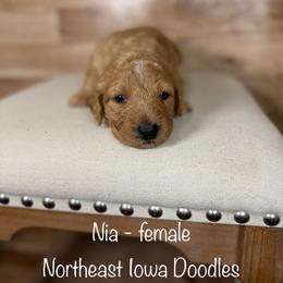 Nia - Apricot female Goldendoodle puppy in Cedar Falls, Iowa from Northeast Iowa Doodles