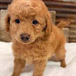 Girl 1 - Apricot female Poodle puppy in Cullman, Alabama from My Awesome Rover