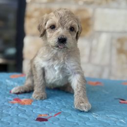 Girl 1 - female Cockapoo puppy in Waco, Texas from Cedar Ranch