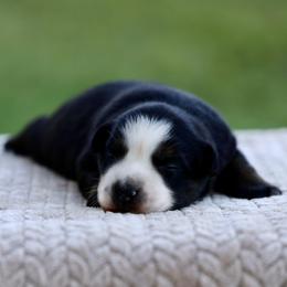 Diane - Black tri female Miniature Australian Shepherd puppy in Prague, Oklahoma from Clay Creek Aussies