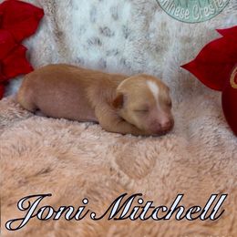 Joni Mitchell - White and chocolate female Chinese Crested puppy in Temecula, California from SoCal Chinese Crested