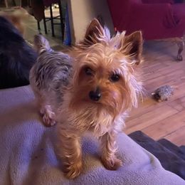 Rambo - Yorkshire Terrier