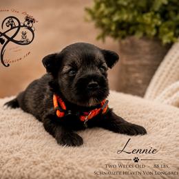 Lennie AKC - Salt and pepper male Miniature Schnauzer puppy in Pelzer, South Carolina from Schnauzer Heaven Von Longbach