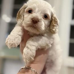 King of Hearts - Red and white male Cockapoo puppy in Advance, North Carolina from Rome & Reign Farm