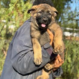 Green Boy - Black male German Shepherd puppy in Riverside, California from Von Der Sagobi