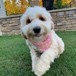 Ester - Australian Labradoodle