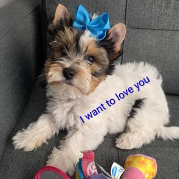 Sir Asher of Sweet Shoppe of Biewers and Biros - Black tan and white male Biewer Terrier puppy in Richwood, Ohio from Sweet Shoppe of Biewers and Biros