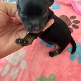 Girl 2 - Black female Havapoo puppy in Cedar Springs, Michigan from Pridespoodles