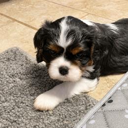 Cavalier King Charles Spaniel Puppies from Island Breeze Cavaliers