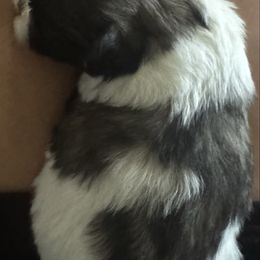 Glory - Black and white female Shih Tzu puppy in Success, Missouri from Records Precious Puppies