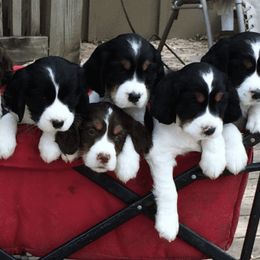 English Springer Spaniel Puppies from Springers Of Oz