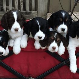 English Springer Spaniel Puppies from Springers Of Oz