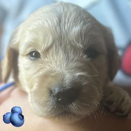 4 boys - Light golden male Golden Retriever puppy in Fisher, Illinois from Fidei Family Farms