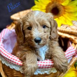 Blaze - Red  male Goldendoodle puppy in Crockett, Texas from Kingdom Kennels