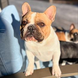 Bogie - French Bulldog