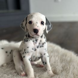 Freckles - White and black female Dalmatian puppy in Mount Vernon, Washington from Pawsitively Spotted
