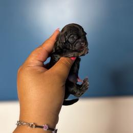 Girl 1 - Brindle female Shih Tzu puppy in Roseville, Michigan from Diamond Paws LLC