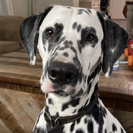 Maverick - Dalmatian