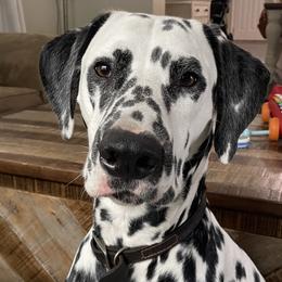Maverick - Dalmatian