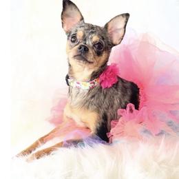 Spice - Merle female Chihuahua puppy in Sacramento, California from Honey Bee Chihuahua’s