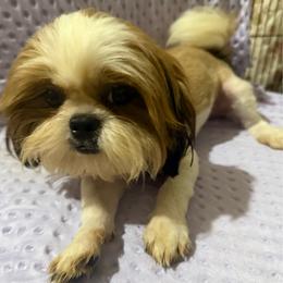 Issa Onederful - Red and white male Shih Tzu puppy in Corpus Christi, Texas from Pam Crump Shih Tzu