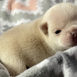 French Bulldogs from Plus Ultra Bulldogs