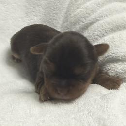 Lucky AKC - Chocolate and tan male Yorkshire Terrier puppy in Labelle, Florida from Chocolate and Parti Yorkies in Florida