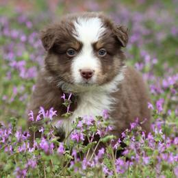 Clifford - Red tri-color male Australian Shepherd puppy in Star City, Arkansas from Blush & Lace Aussie Co.