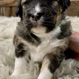 Aussiedoodle Puppies from Lisa Edge - EdgeCo's Hilltop Aussiedoodles