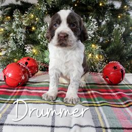 Drummer - Liver white and roan male English Springer Spaniel puppy in Barnstead, New Hampshire from C & S Farms