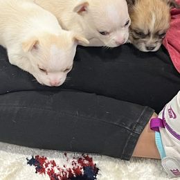 Chihuahua Puppies from Four-Zero Six Chihuahua’s