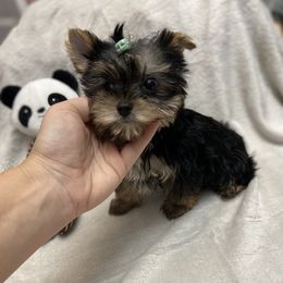 Yorkshire Terrier Puppies from Katie’s Yorkies