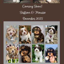 Cavapoo puppies from WW Cavapoos