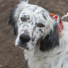Llewellin Setters from Bristle Ridge Llewellins