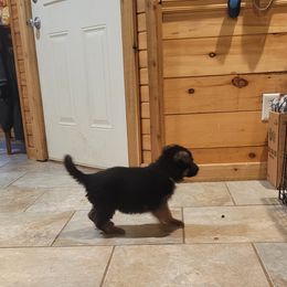 German Shepherd Puppies from Lux Shepherds
