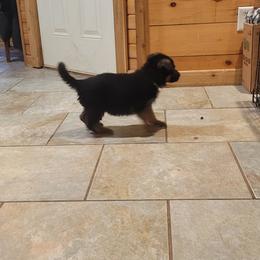 German Shepherd Puppies from Lux Shepherds