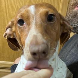 Comet - Piebald male Dachshund puppy in Bigfork, Minnesota from Dachshunds Up North