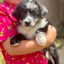Misty - Blue merle female Australian Shepherd puppy in Odessa, Texas from Yucca Blossom Pups